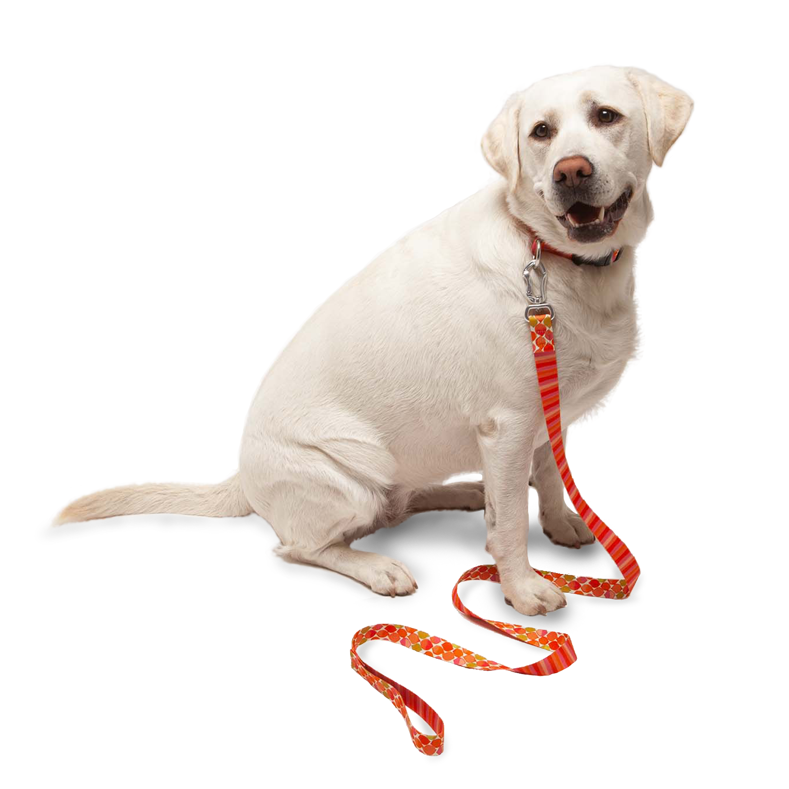 Everyday Comfort Dog Leash